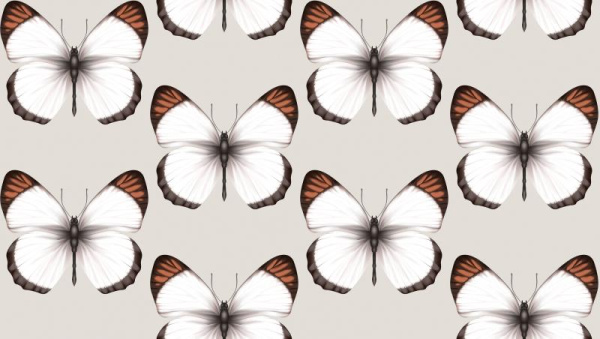 Andrea Rossi Cheradi 54401-3